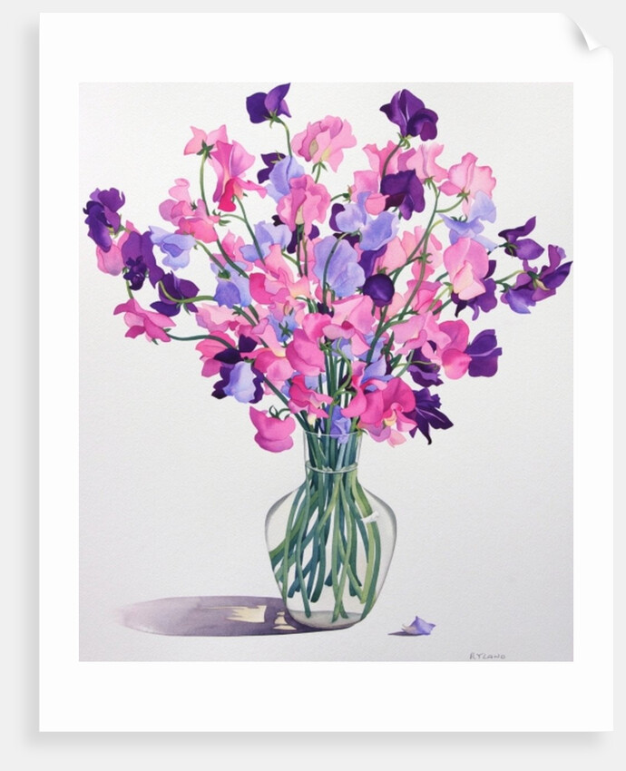 Sweetpeas, 2007 by Christopher Ryland