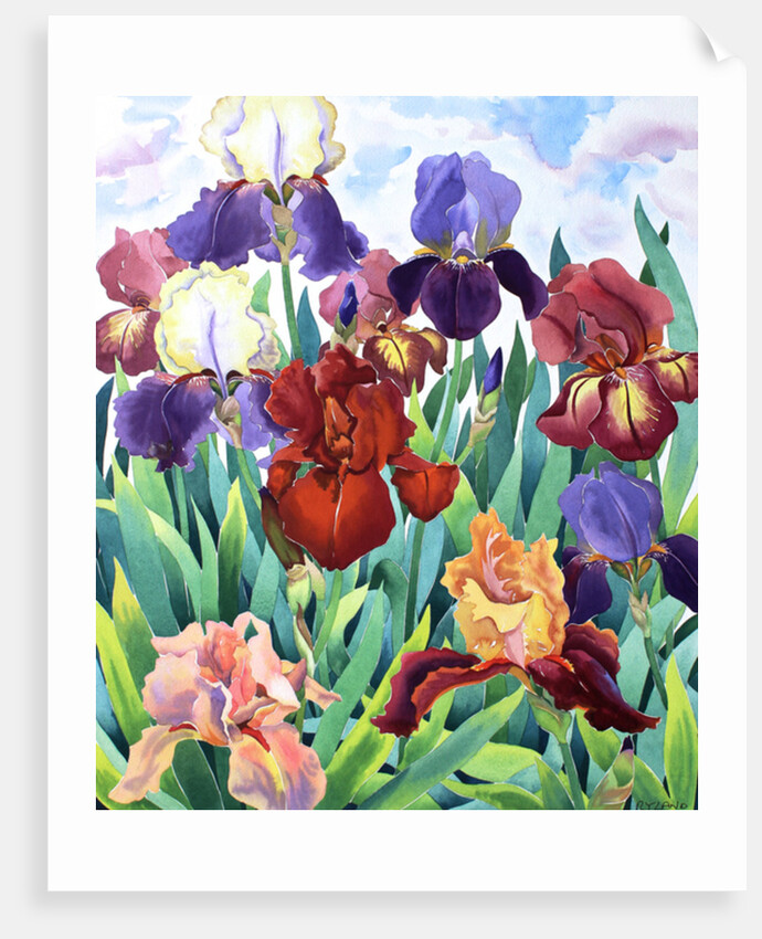 Glemsford Irises, 2017 by Christopher Ryland