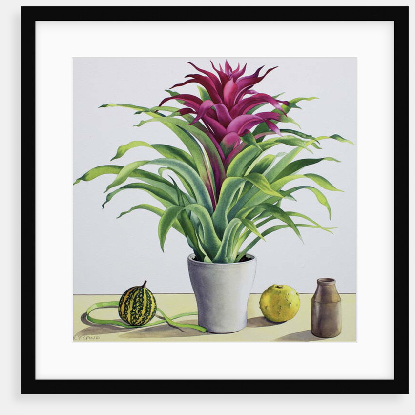 Still Life with Bromeliad, 2017 by Christopher Ryland