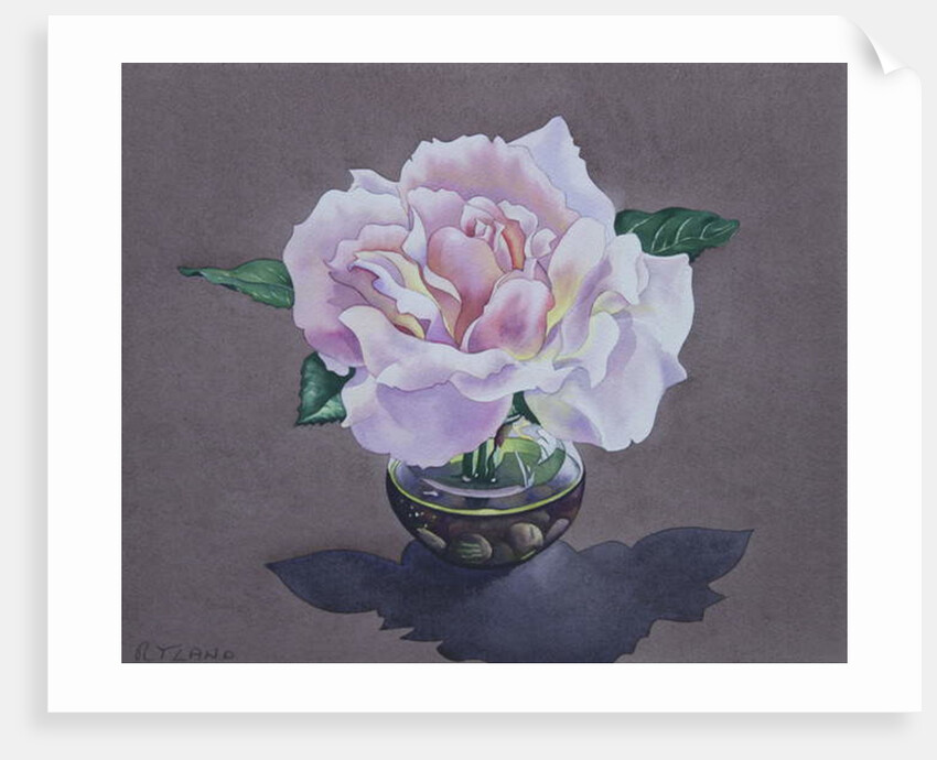 Rose Portrait, 2017 by Christopher Ryland