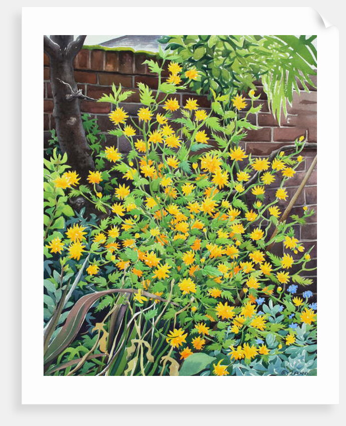 Kerria japonica, 2018 by Christopher Ryland