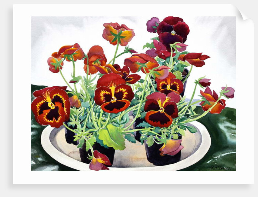 Pansies, 2018 by Christopher Ryland
