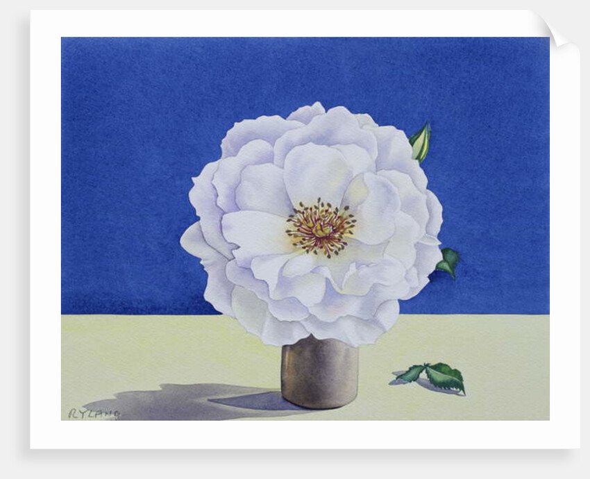 White Rose, 2018 by Christopher Ryland
