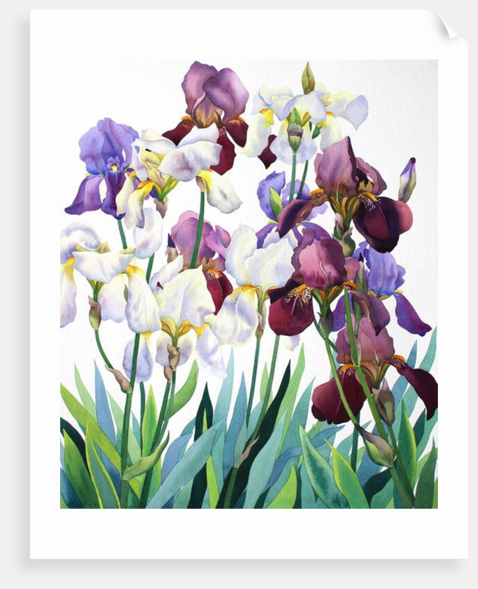 White and Purple Irises, 2018 by Christopher Ryland