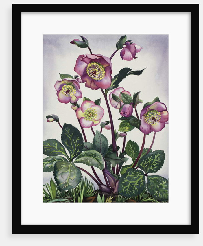 Hellebore, 2019 by Christopher Ryland