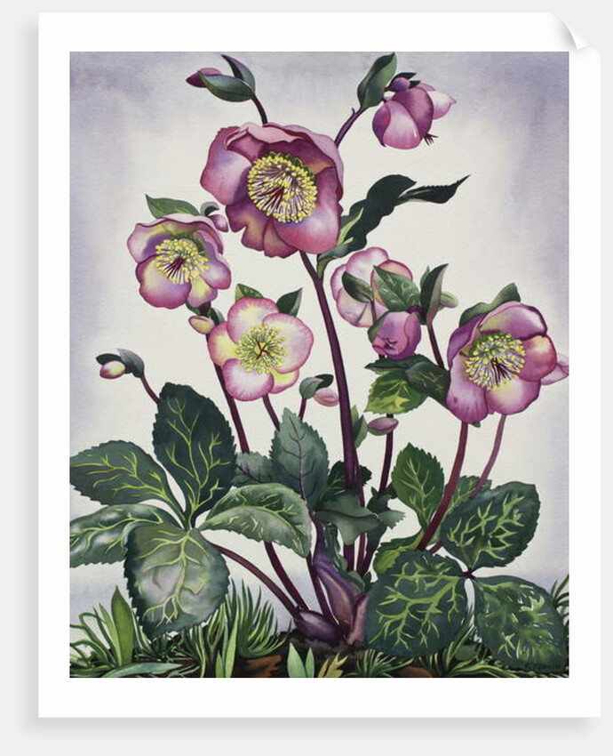 Hellebore, 2019 by Christopher Ryland