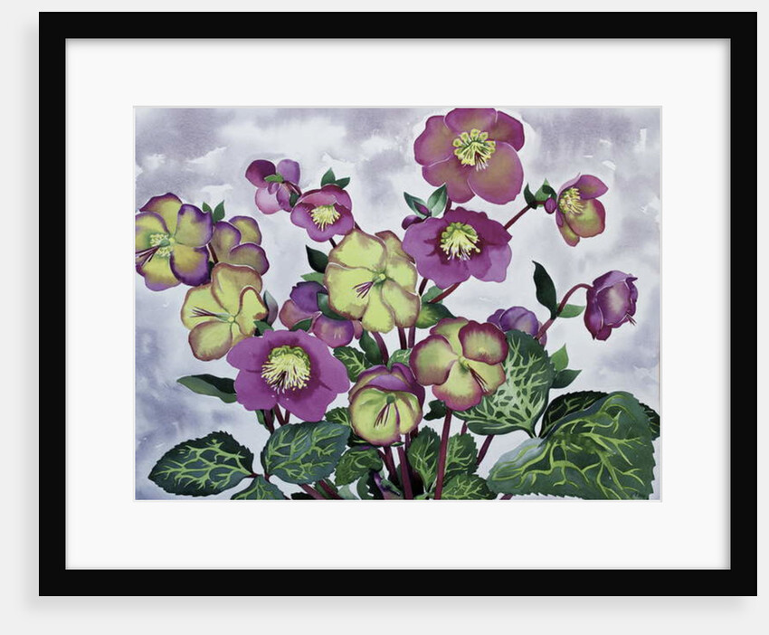 Helleborus, 2019 by Christopher Ryland