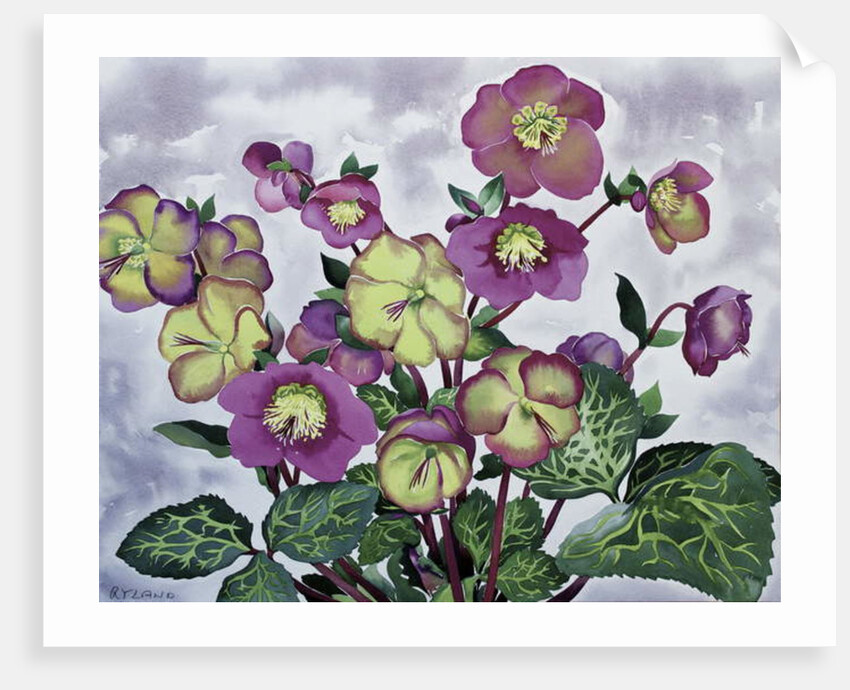 Helleborus, 2019 by Christopher Ryland