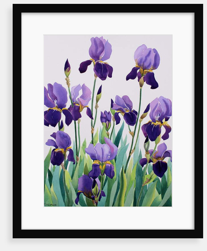 Purple Irises, 2019 by Christopher Ryland