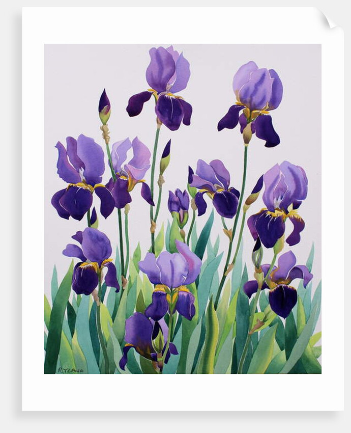Purple Irises, 2019 by Christopher Ryland