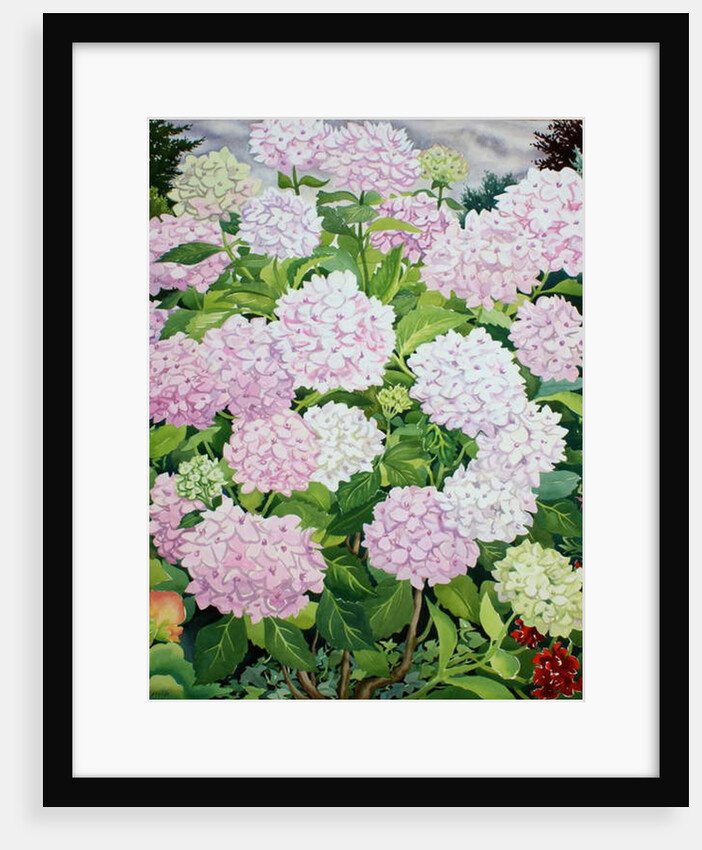 White Hydrangea, 2019 by Christopher Ryland