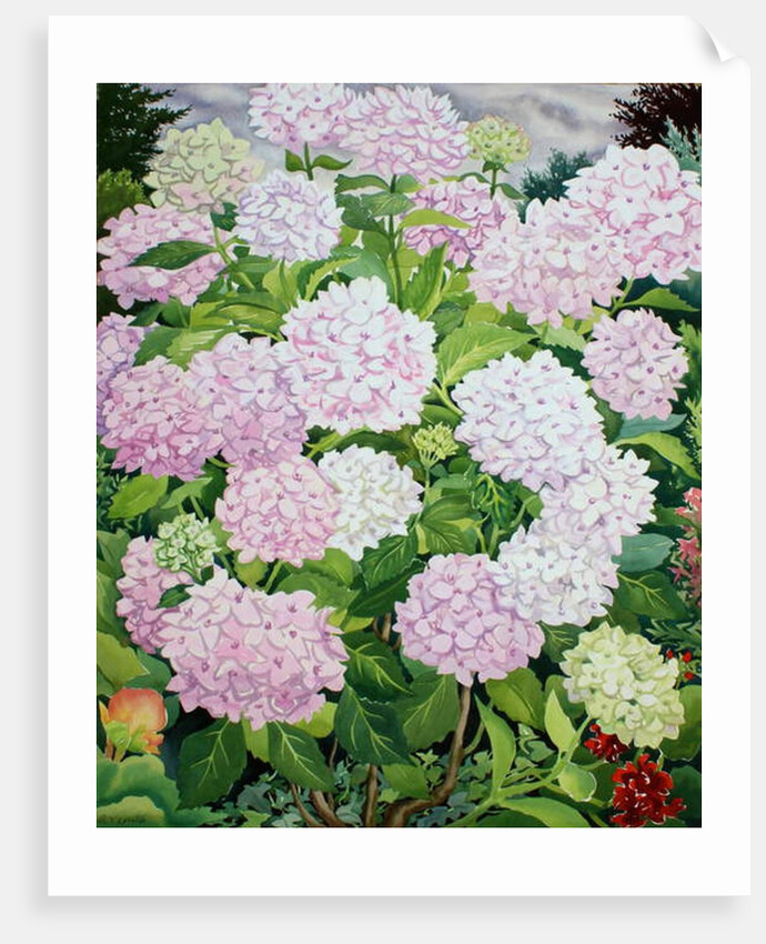 White Hydrangea, 2019 by Christopher Ryland