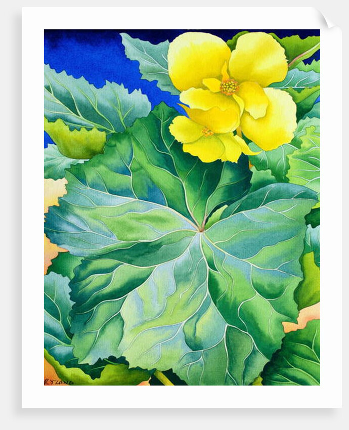 Yellow Begonia, 2019 by Christopher Ryland