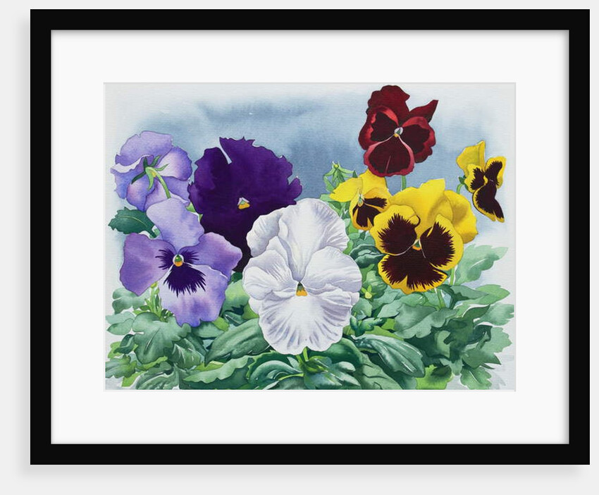 Pansies, 2019 by Christopher Ryland