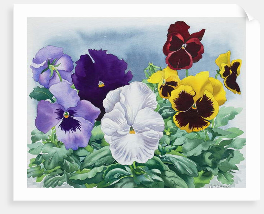 Pansies, 2019 by Christopher Ryland