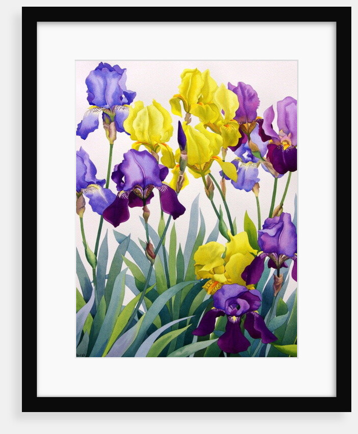 Yellow and Purple Irises by Christopher Ryland