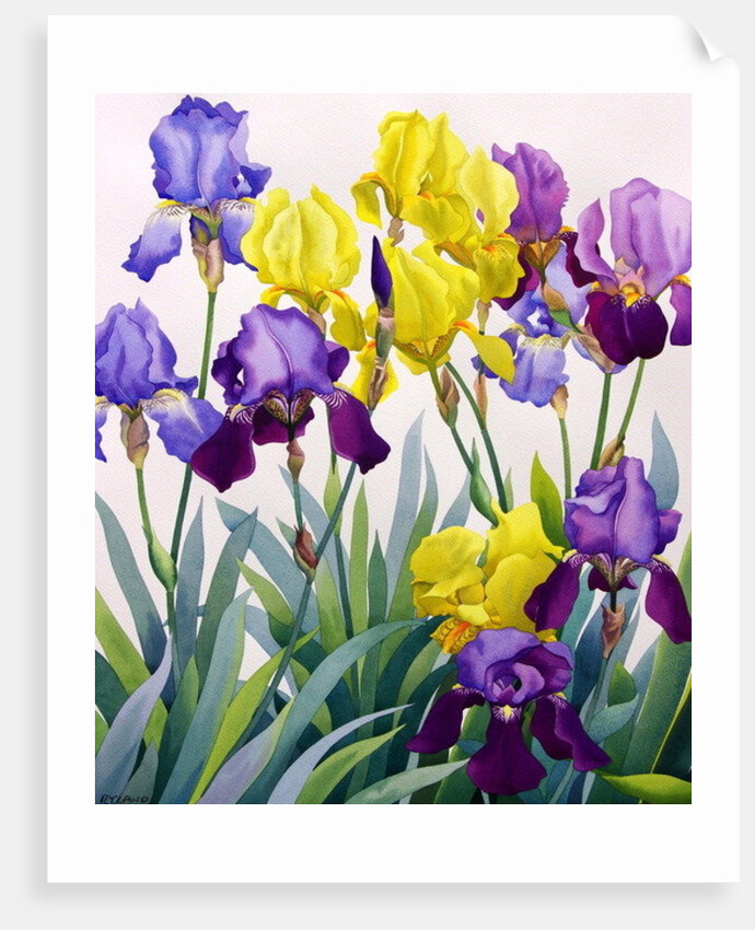 Yellow and Purple Irises by Christopher Ryland