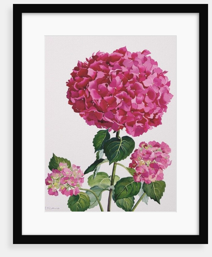 Hydrangea by Christopher Ryland