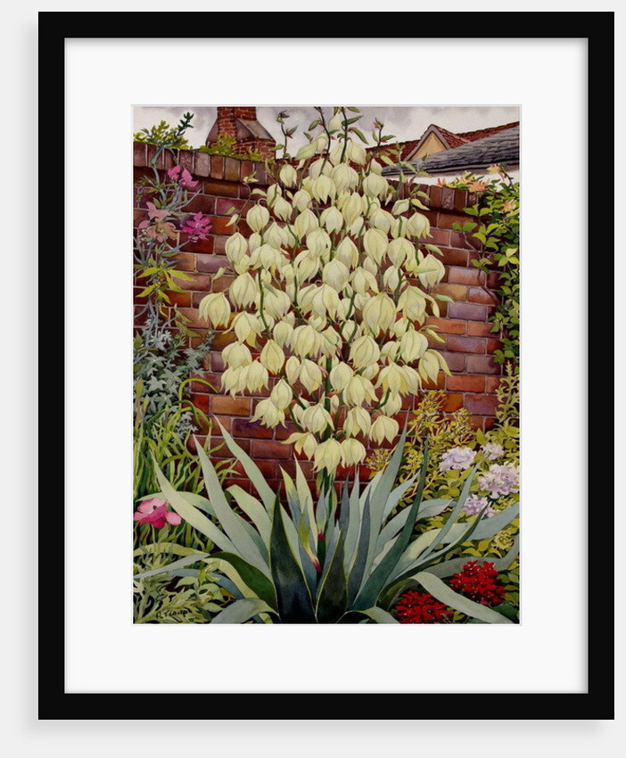 Flowering Yucca by Christopher Ryland