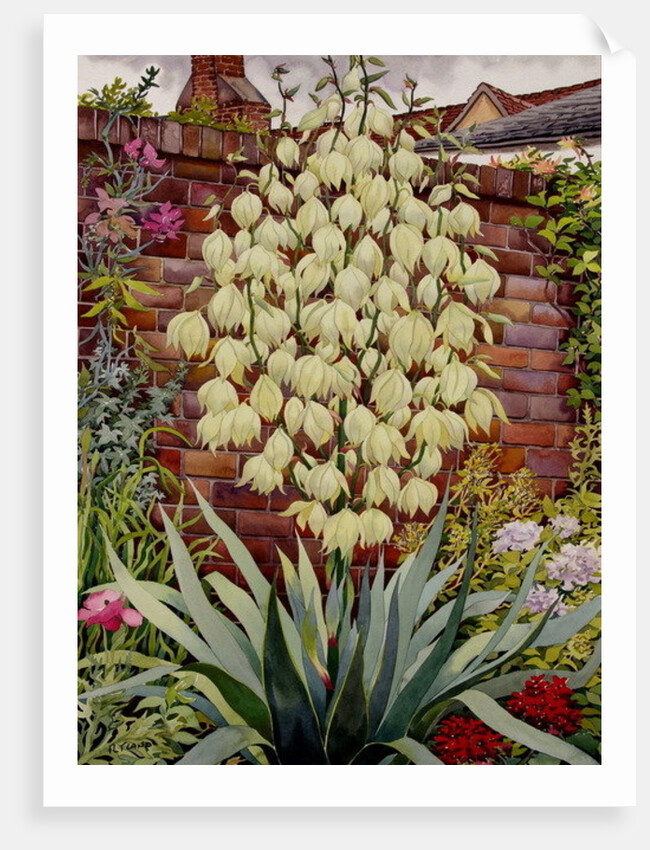 Flowering Yucca by Christopher Ryland