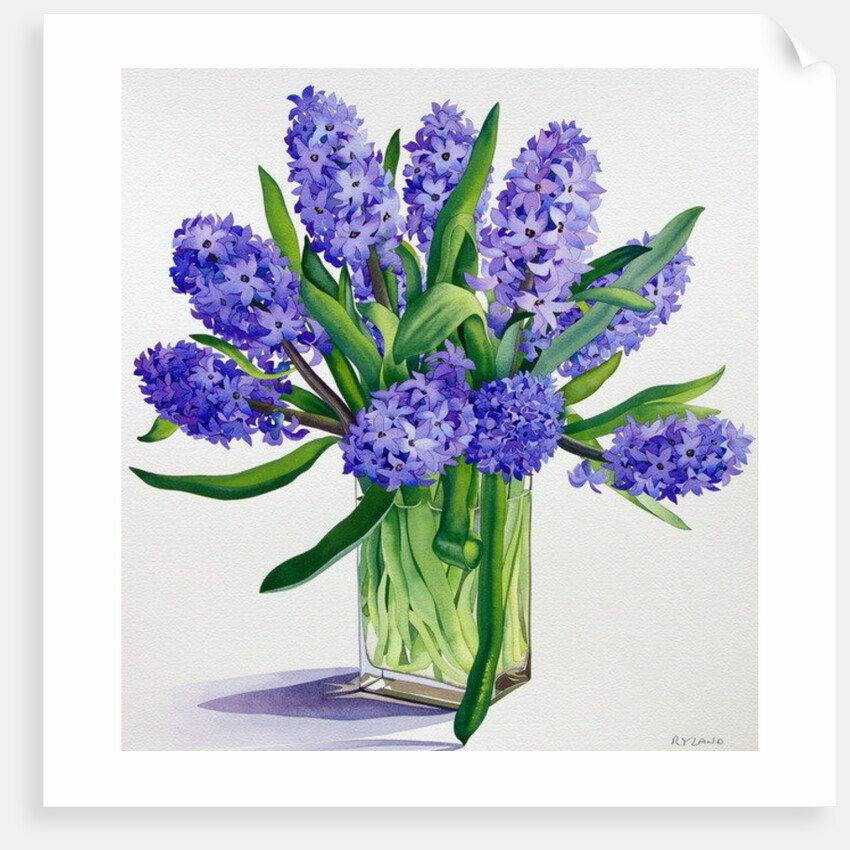 Blue Hyacinths by Christopher Ryland
