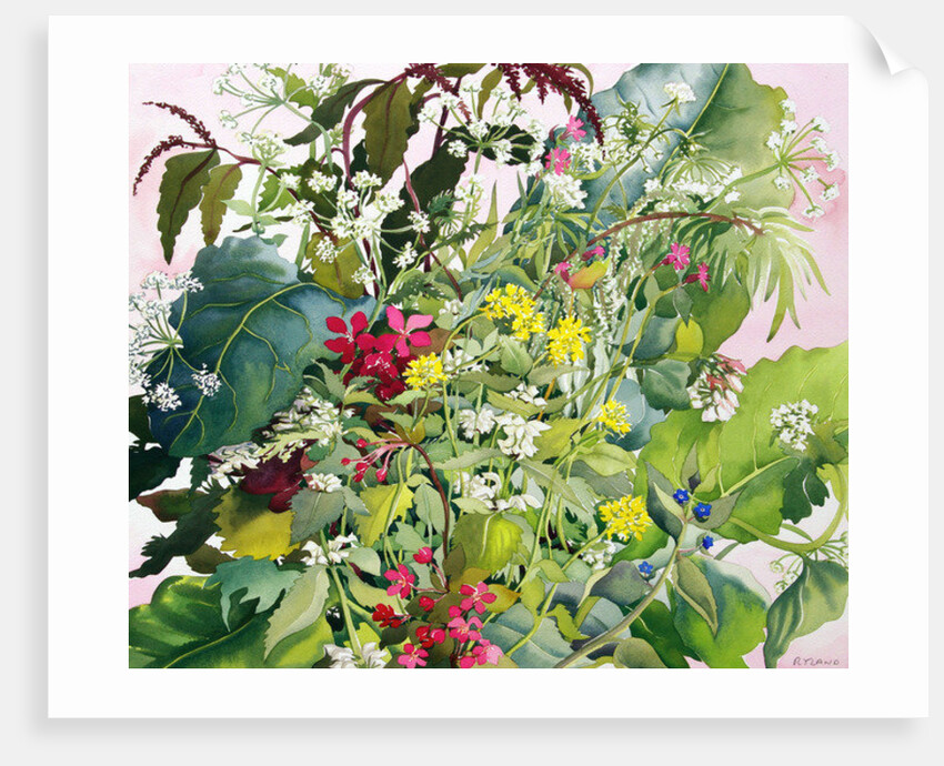 Wild Flowers with Comfrey and Campion by Christopher Ryland