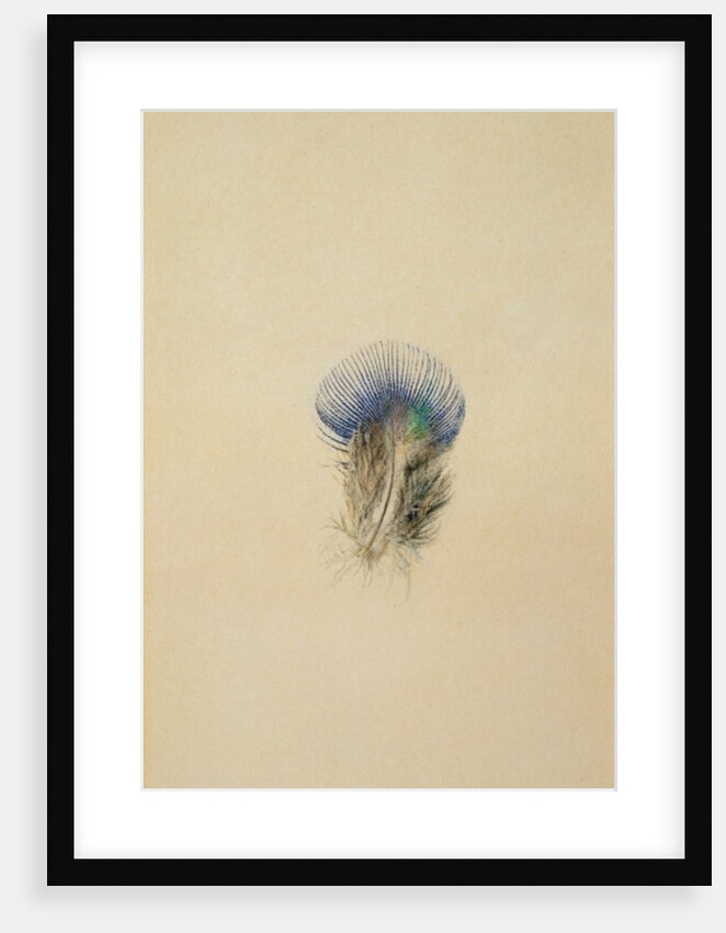 Study of a Peacock Feather, 1873 by John Ruskin