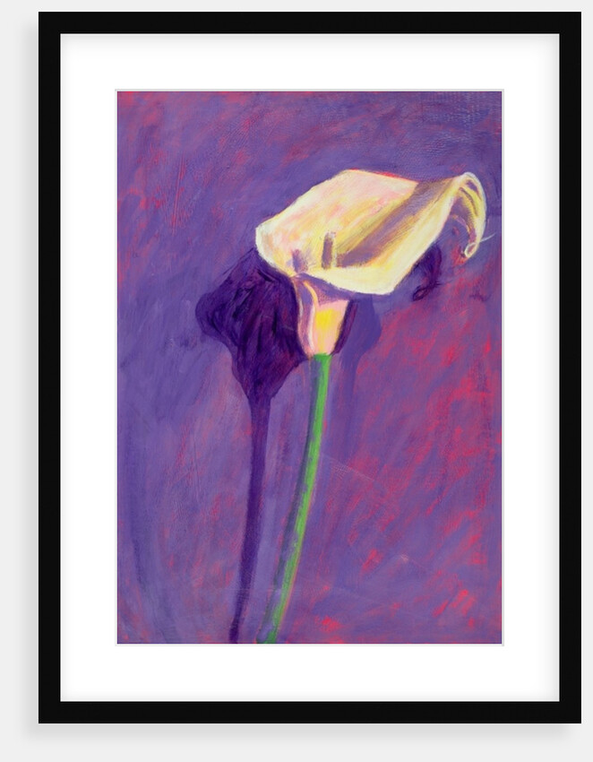 Arum Lily by Sara Hayward