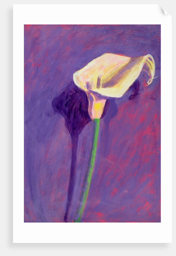 Arum Lily by Sara Hayward