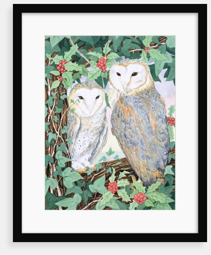 Barn Owls by Suzanne Bailey