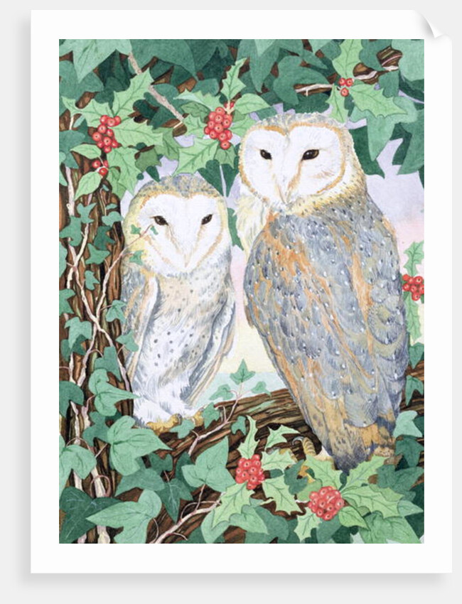 Barn Owls by Suzanne Bailey