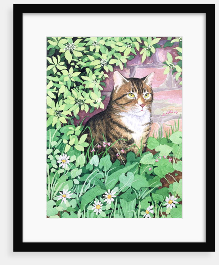 Jackie's Cat by Suzanne Bailey