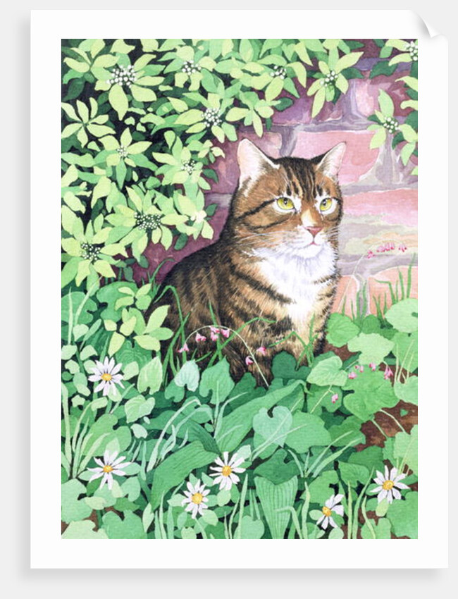 Jackie's Cat by Suzanne Bailey