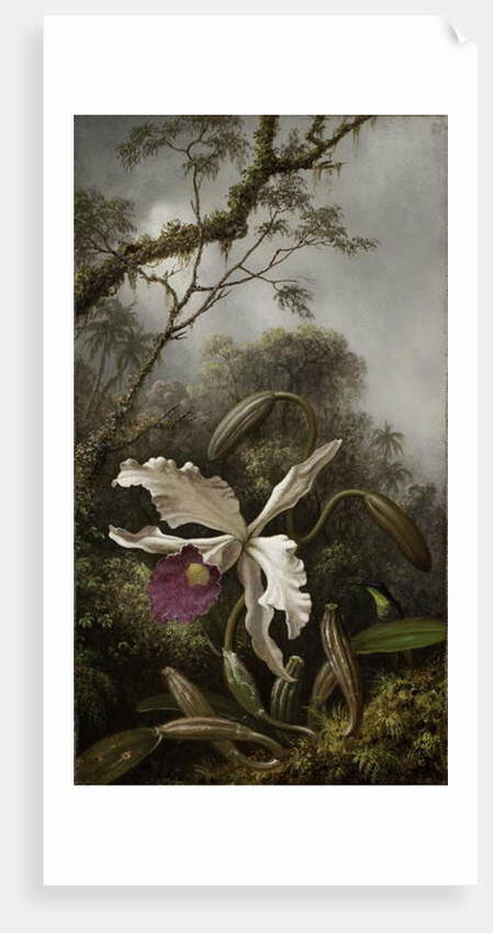 Hummingbird with White Orchid, 1875-1885 by Martin Johnson Heade