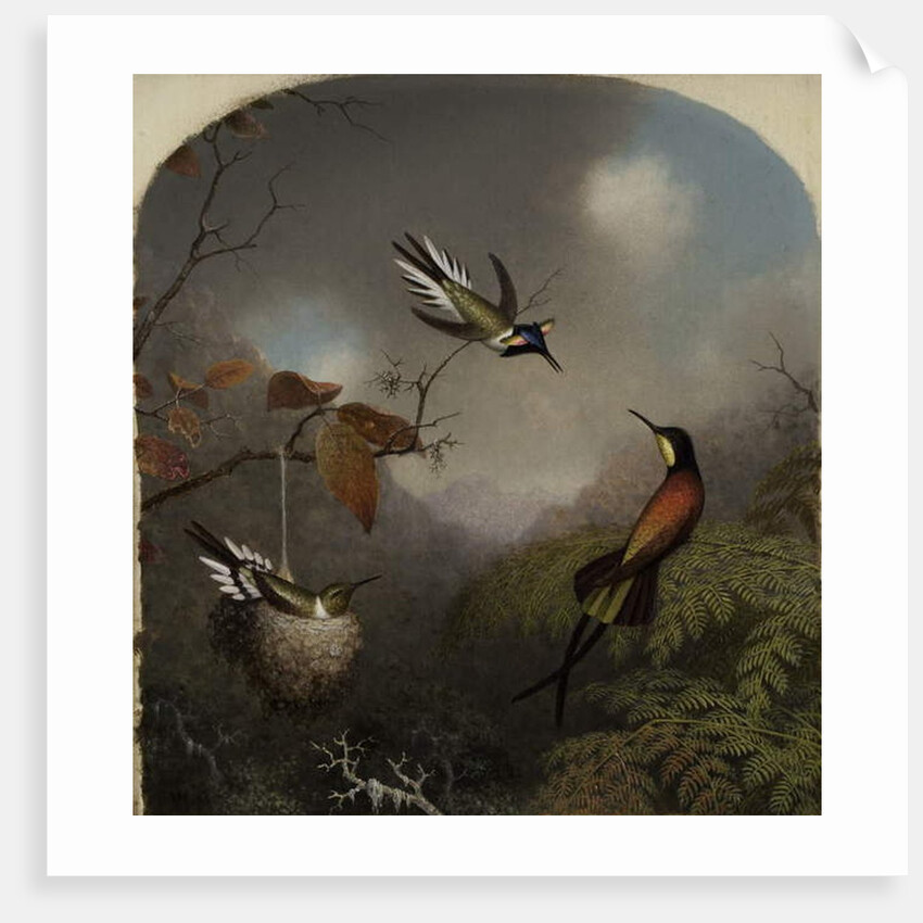 Hummingbirds: Two 'Sungems' and a 'Crimson Topaz', 1866 by Martin Johnson Heade