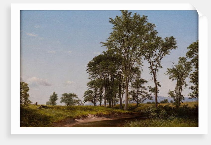 Young Elms by David Johnson