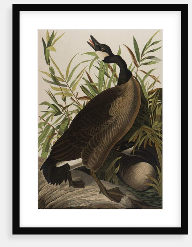 Canada Goose, 1827-1838 by John James Audubon