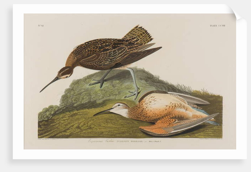 Esquimax Curlew, 1834 by John James Audubon
