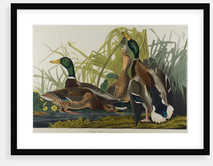 Mallard Duck, 1834 by John James Audubon