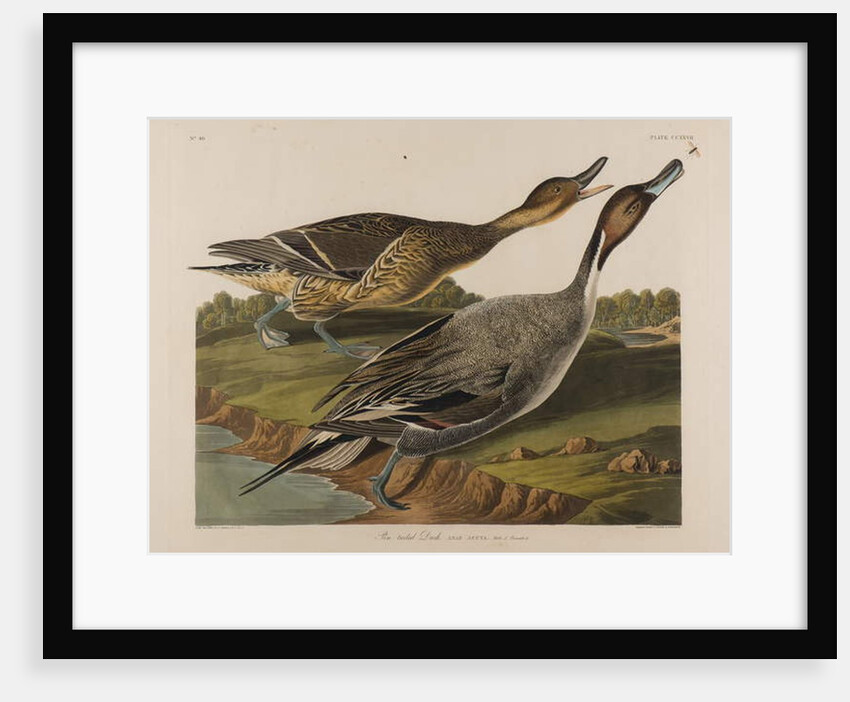 Pin Tailed Duck, 1834 by John James Audubon