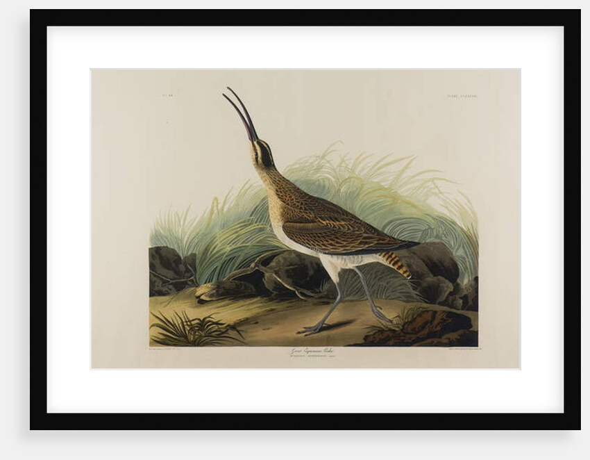 Great Esquimaux Curlew, 1835 by John James Audubon