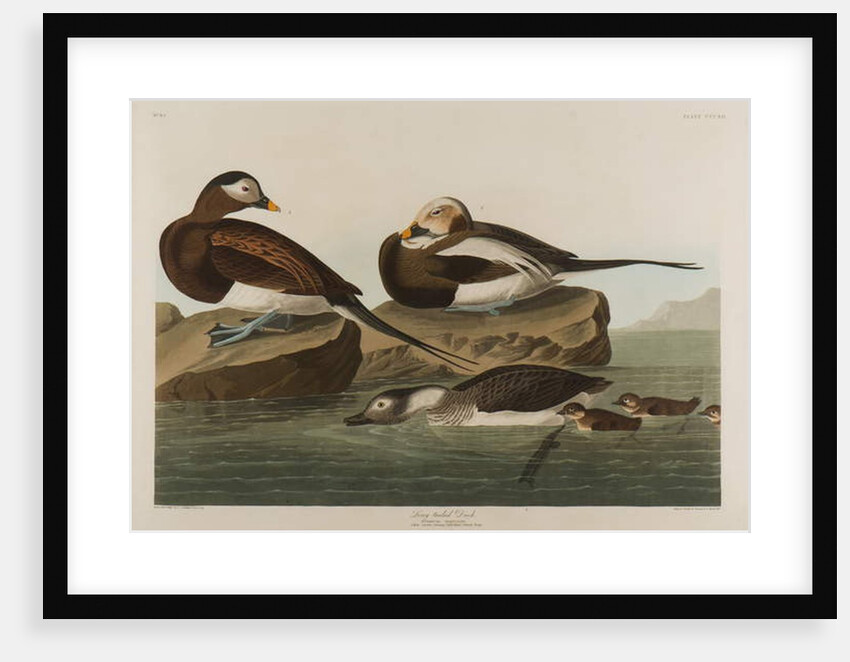 Long-Tailed Duck, 1836 by John James Audubon