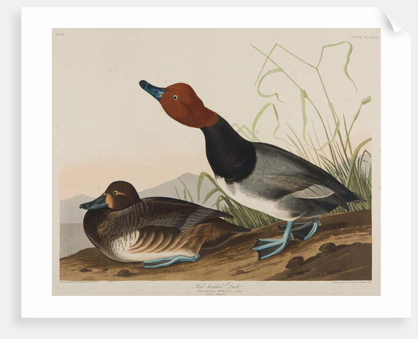 Red-Headed Duck, 1836 by John James Audubon