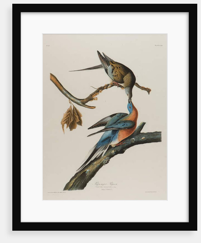 Passenger Pigeon, 1827-1838 by John James Audubon