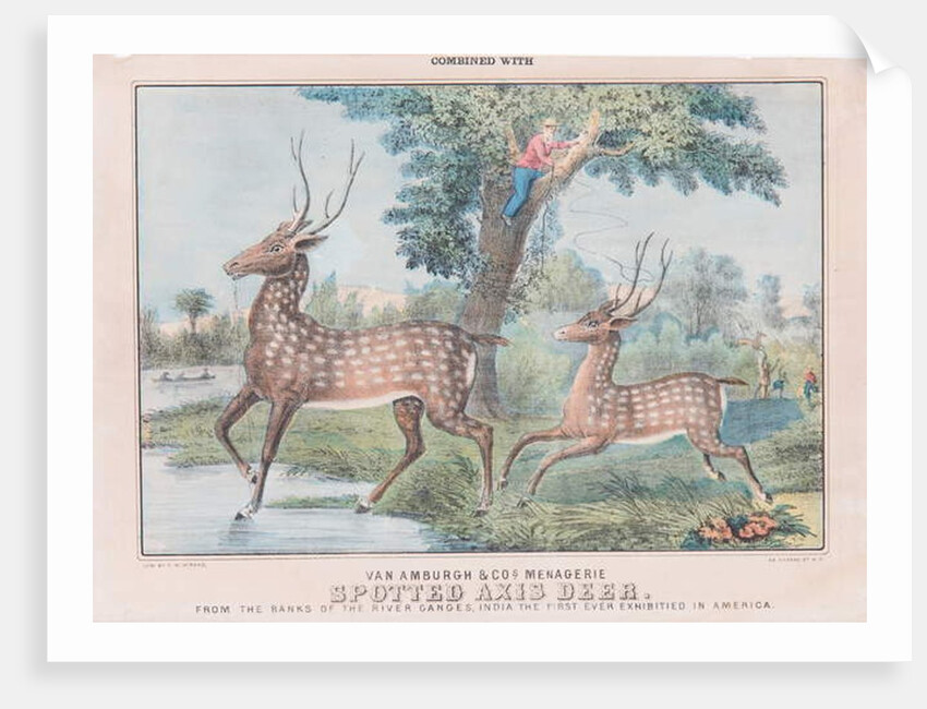 Spotted Axis Deer by T. W. Strong