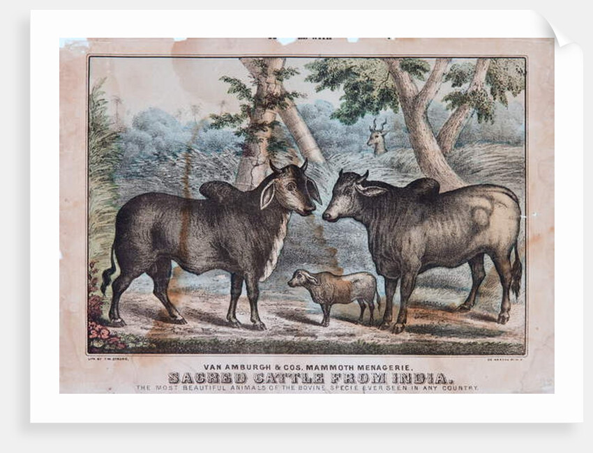 Sacred Cattle From India by T. W. Strong