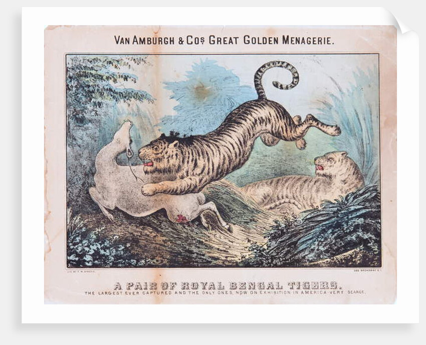 A Pair of Royal Bengal Tigers by T. W. Strong