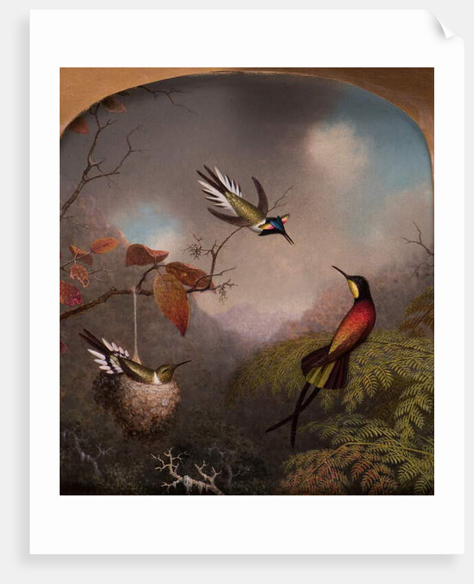 Hummingbirds: Two 'Sungems' and a 'Crimson Topaz', 1866 by Martin Johnson Heade