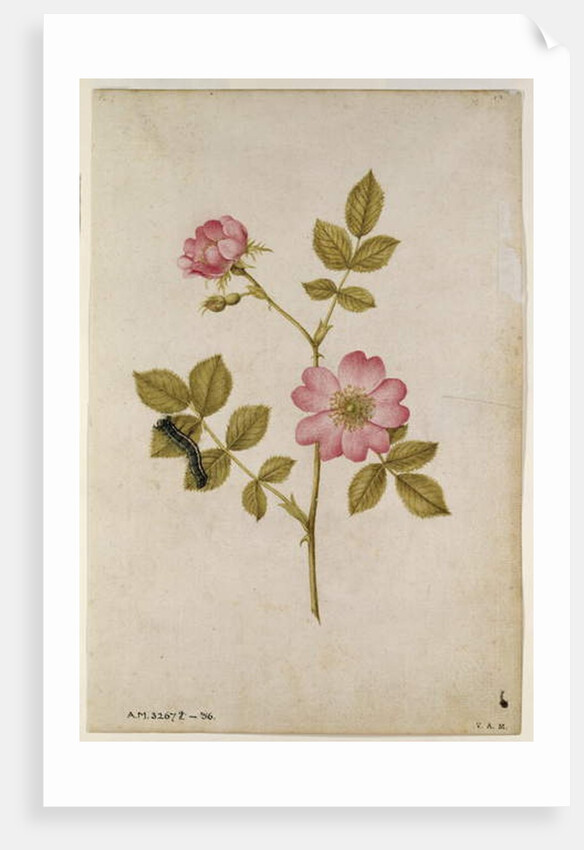 Rosa Canina - Dogrose and Caterpillar by Jacques Le Moyne