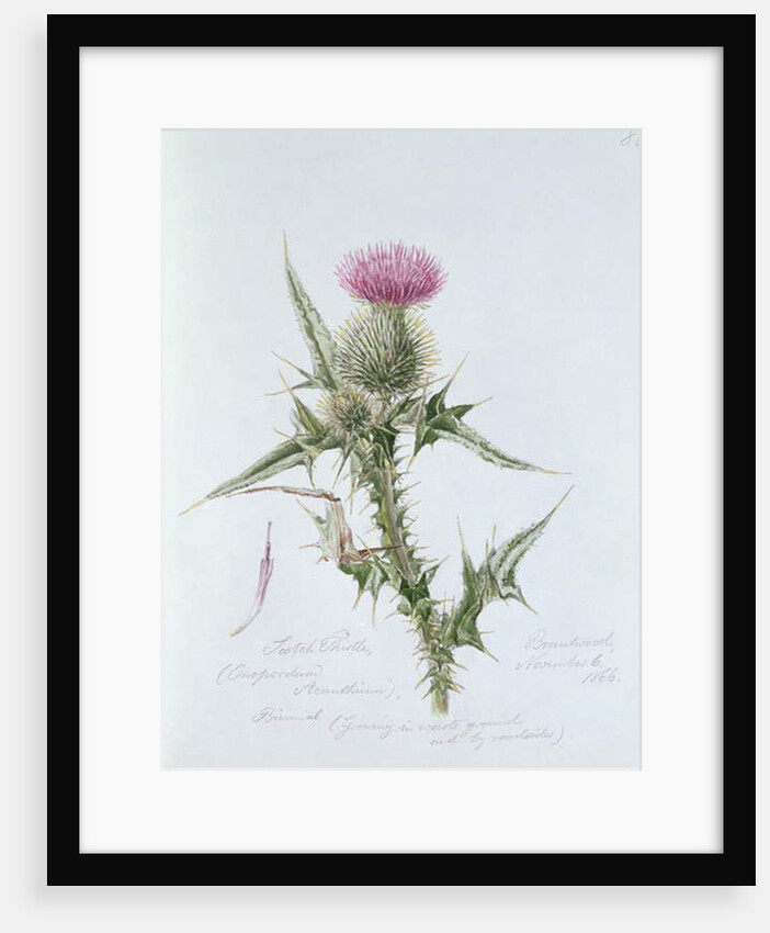 Scotch Thistle, painted at Brantwood, 6th November 1866 by William James Linton